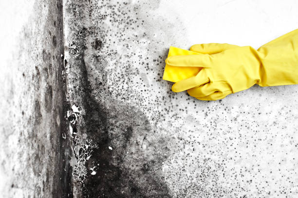 Best Attic Mold Removal  in Sardis City, AL