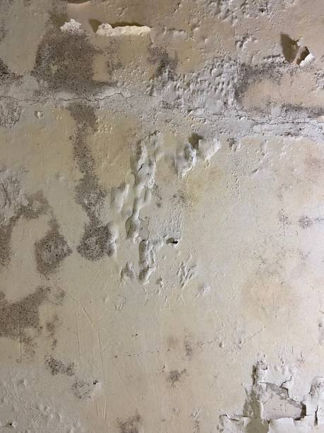 Best Mold Cleaning Services  in Sardis City, AL