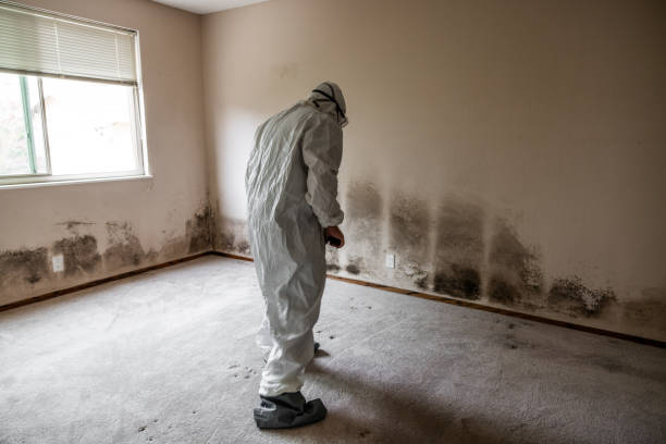Home Mold Removal in Sardis City, AL