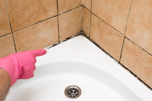 Best Toxic Mold Removal  in Sardis City, AL